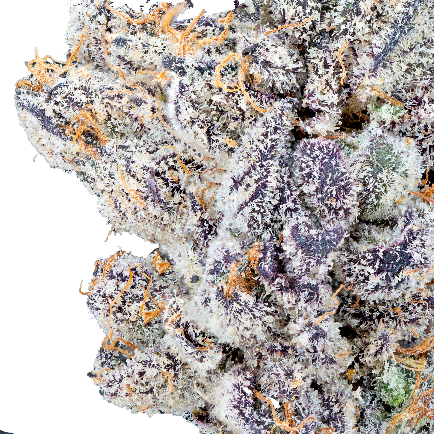 Bulk Super Exotic Flower