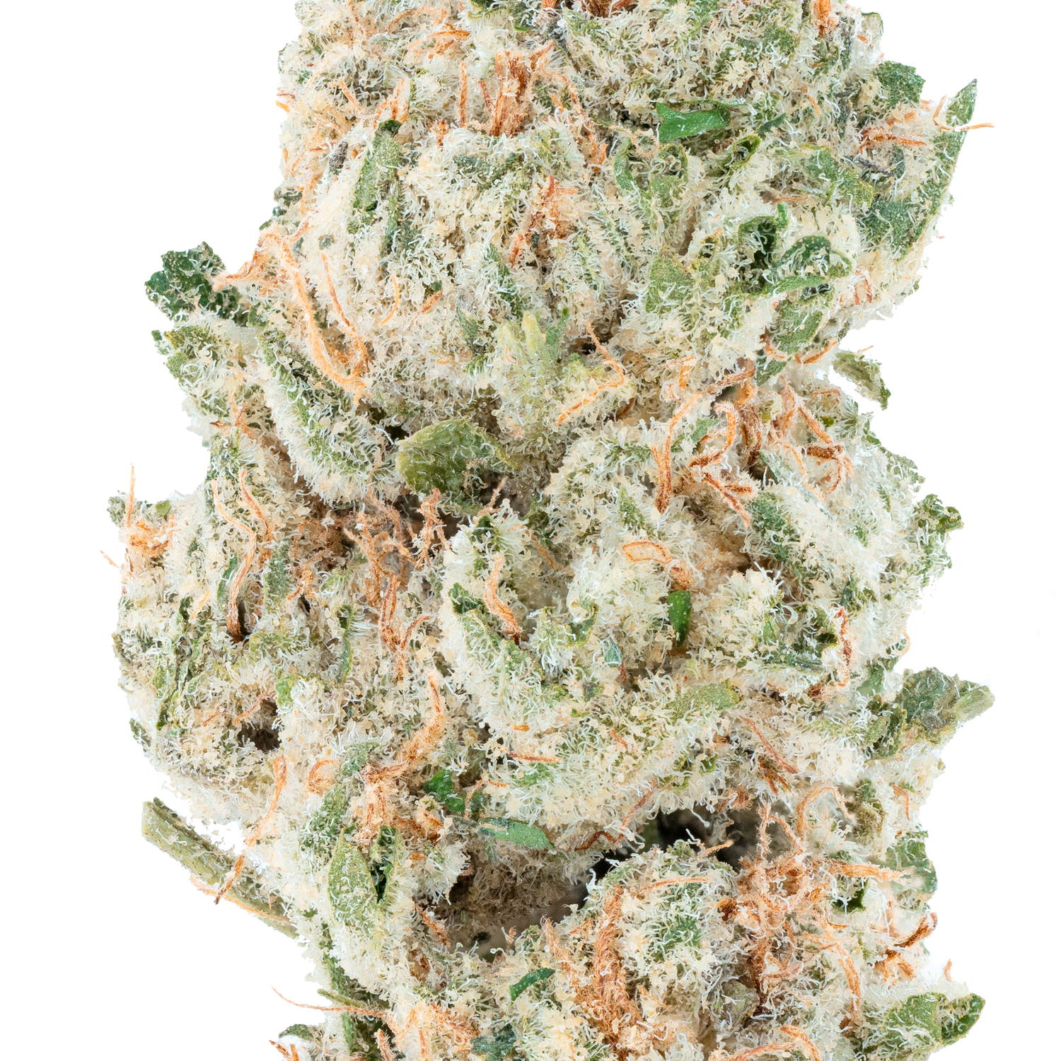 Blue Cherry Gelato