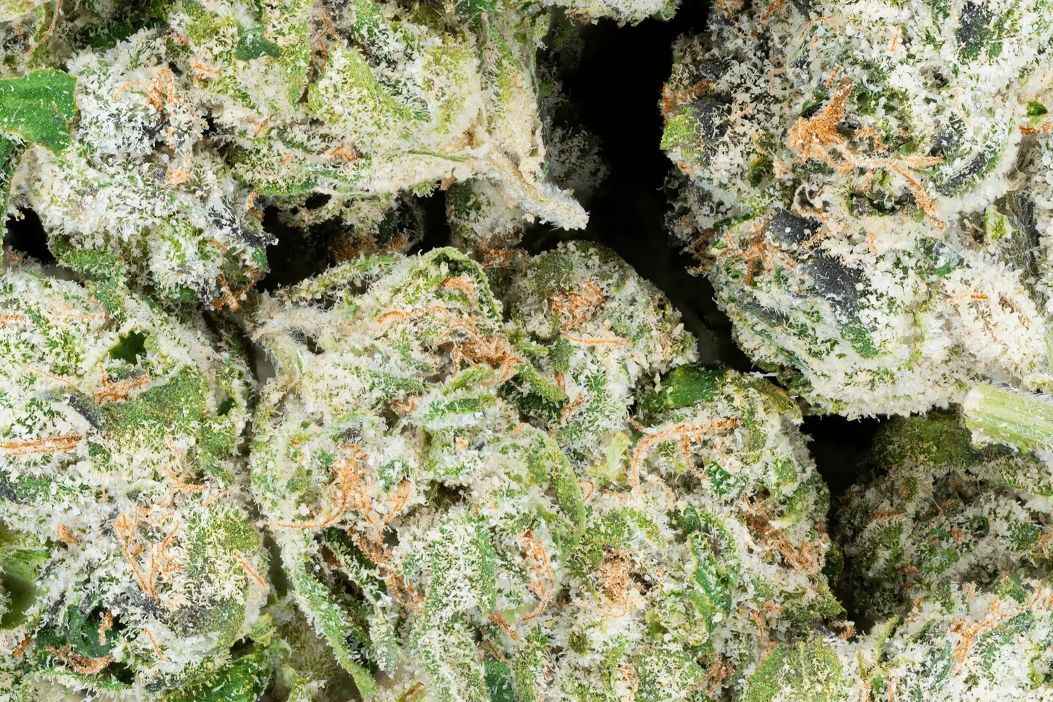 Exotic Smalls